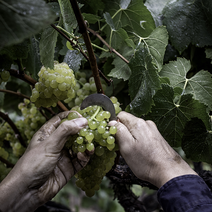 White grapes being cut